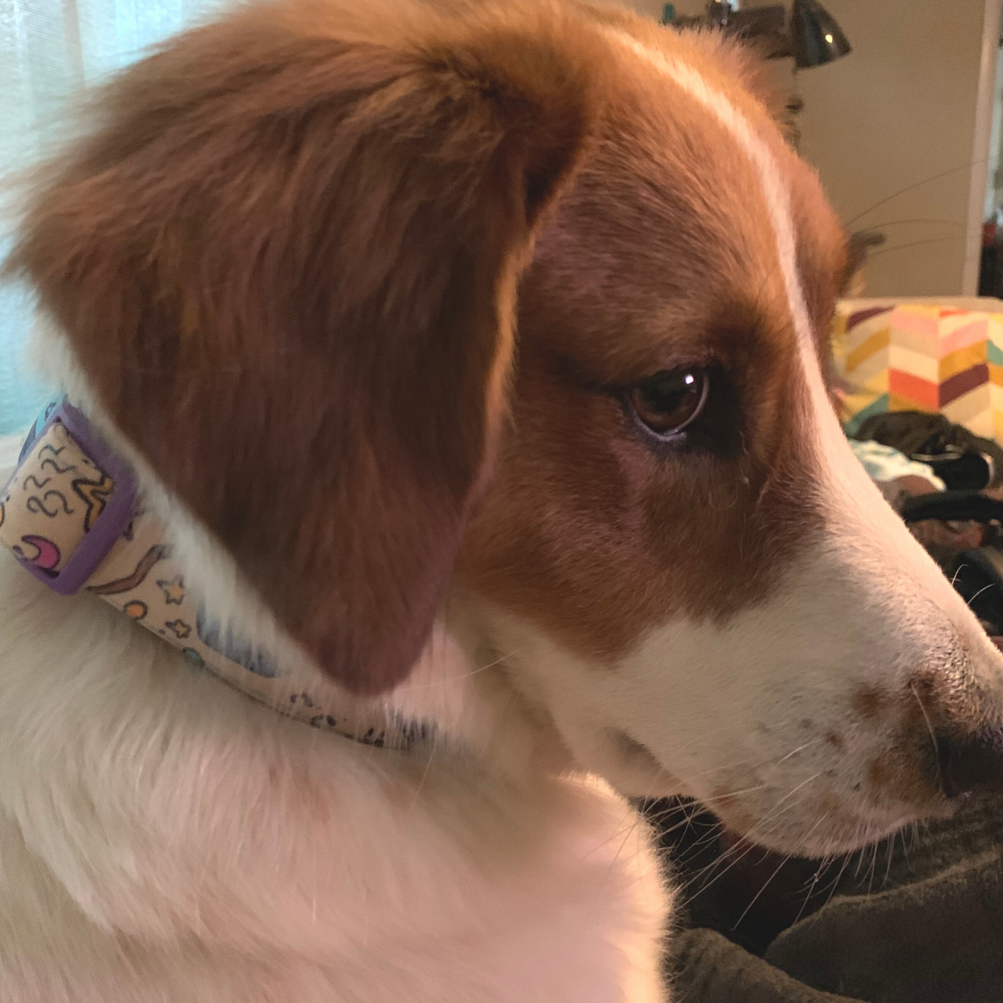 Dungeons and Dragons Dog Collar